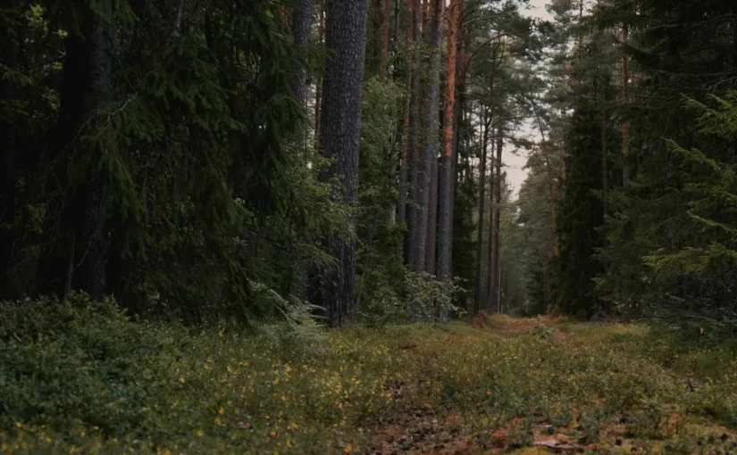 Savvaļas sajūta vai kopta vide, ko izvēlēties ceļotājam